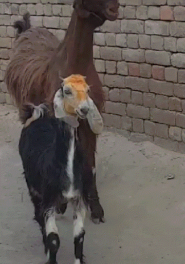1564118219199672847.gif