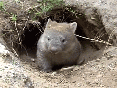 tumblr_m8v63g7r0t1qicboxo1_500.gif
