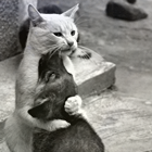 ee686e12951c1961cf7cf035a262b732.png