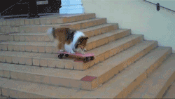 tumblr_lstintlDeq1qfjjglo8_250.gif