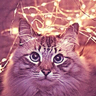 4da9a5195529cae2b8f64c69ec5cb2e4.jpg