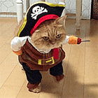 5.gif