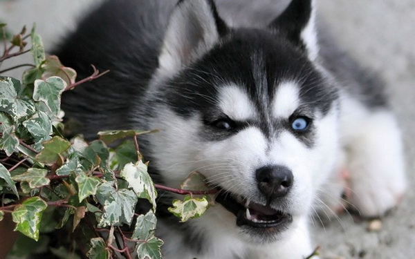 Syberian_Husky_1680x1050_doghusky.ru_011.jpg