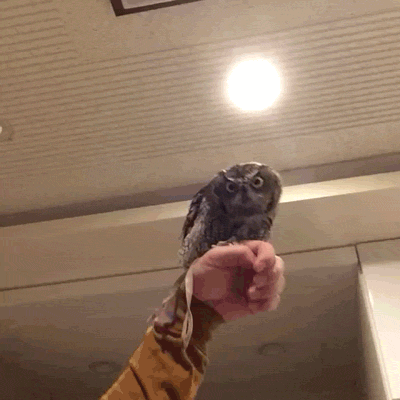 1482619370146468034.gif