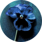 rYZfTd6.png