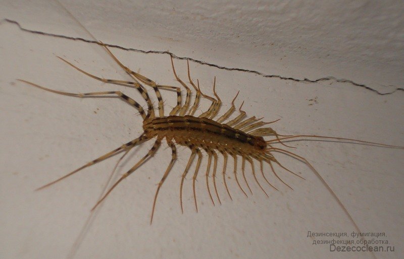 1380446516_skolopendra.jpg