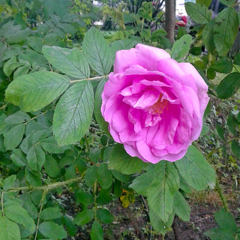 0_d4391_23f536e9_XL.jpg