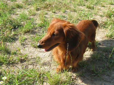 IMG_0918_resize.JPG