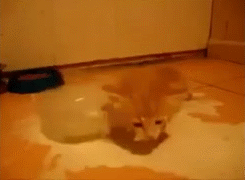 tumblr_mky7nqy2qq1rifnrio4_250.gif