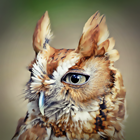ee77c1886836a28d8f967d95956ae57f.png