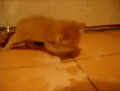 tumblr_mky7nqy2qq1rifnrio1_250.gif