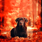 0_11a55f_40c9a274_orig