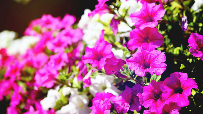0_1662f1_e6b36c7a_XL.jpg