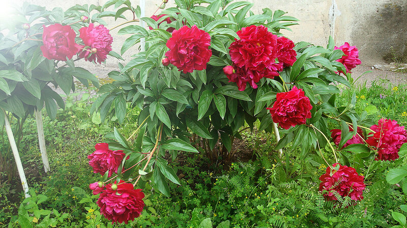 0_d6253_869412d5_XL.jpg