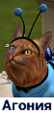 rDOevDH.png