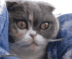 13498761398365.gif