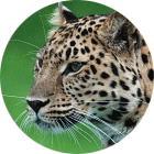 eb2edbc18fd4c6661adda0f734c5fa03.png