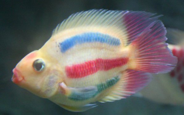 1494515642_tatu1.jpg