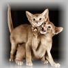 41796561de2aba6cbac1ba51ff8bf5c9.png