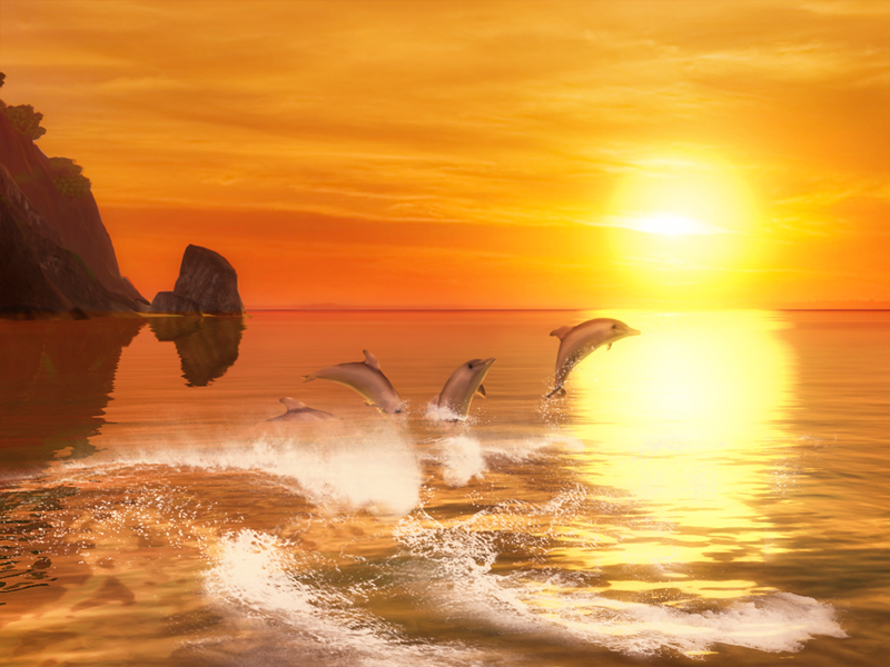 dolphins-800.jpg