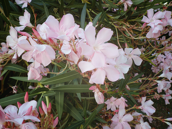 7a7f43cd8848c023f840ed890c6d4e9c.png