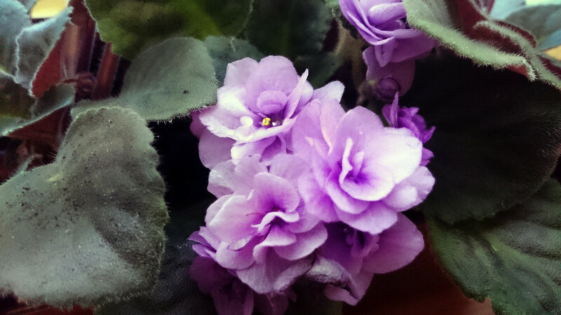 0_101dd1_e6709545_XL.jpg