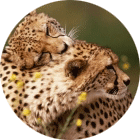 ab5b15fcae779ca29a457397ba58ceb3.png