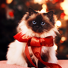 6456b6f4f4a71974bc6db70402560f46.png
