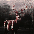 0_120f7a_d6f2751e_orig