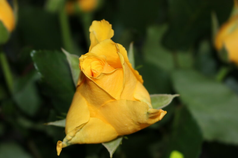 0_113aee_c3d12047_XL.jpg