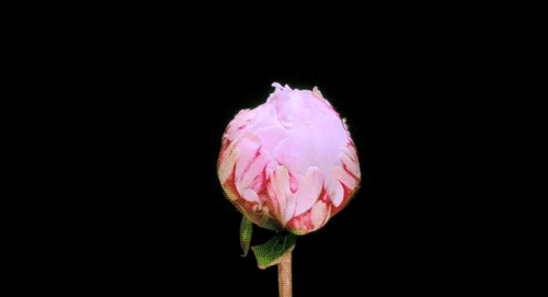 wIhr2oZ.gif