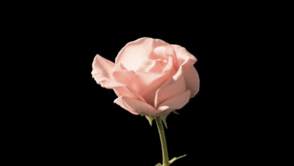 s-23896.gif