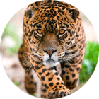 550593e8201ecd1b705c512d37c72d41.png