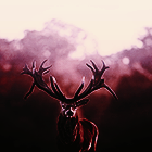 0_120f6f_ed92687_orig