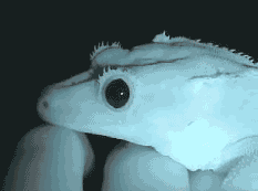 tumblr_m2edje64DW1qigvmso1_r1_250.gif
