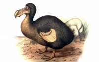 Dodo_iz_skazki_Kerrolla_pokazhut_v_Moskve_6_1511865532.jpg