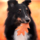 3.gif