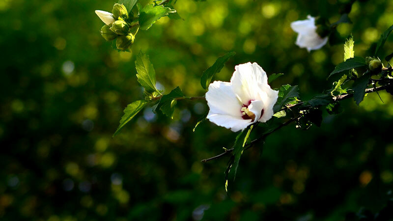 0_16a52a_24393429_XL.jpg