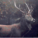 9c4ff7b70c74d8a9b16daa291279ab89.gif
