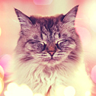 ebfff387d6aac11c2c2f8cd9ae5d89f1.jpg