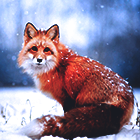 1e0fc337be0c46b9d26b1bf6b6388dbc.png