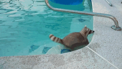 1440740866_594141275.gif