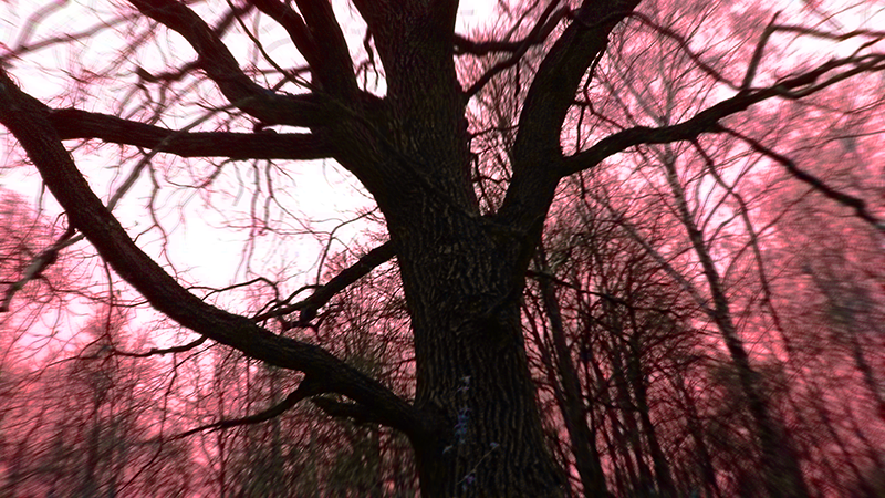 0_1a19e4_fd4632b3_orig.png