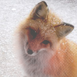 1c47c03a01d7bd062ccfaa87be85e07d.png