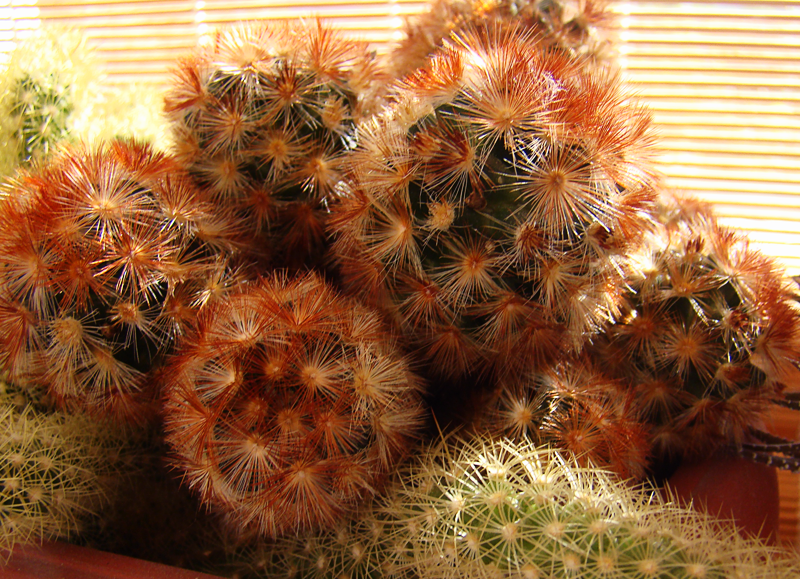 0_1a7b71_df7f0454_orig.png