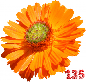 0_fb3f5_59685f8a_M.png