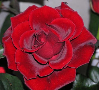 roze.jpg
