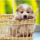 a9944e57fe51bed2a2ddae6a6a32927f.png
