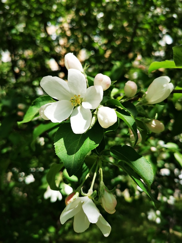 pibuaE5.jpg