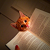 1a887028ef4aaf1a8034fc77534b27a1.png